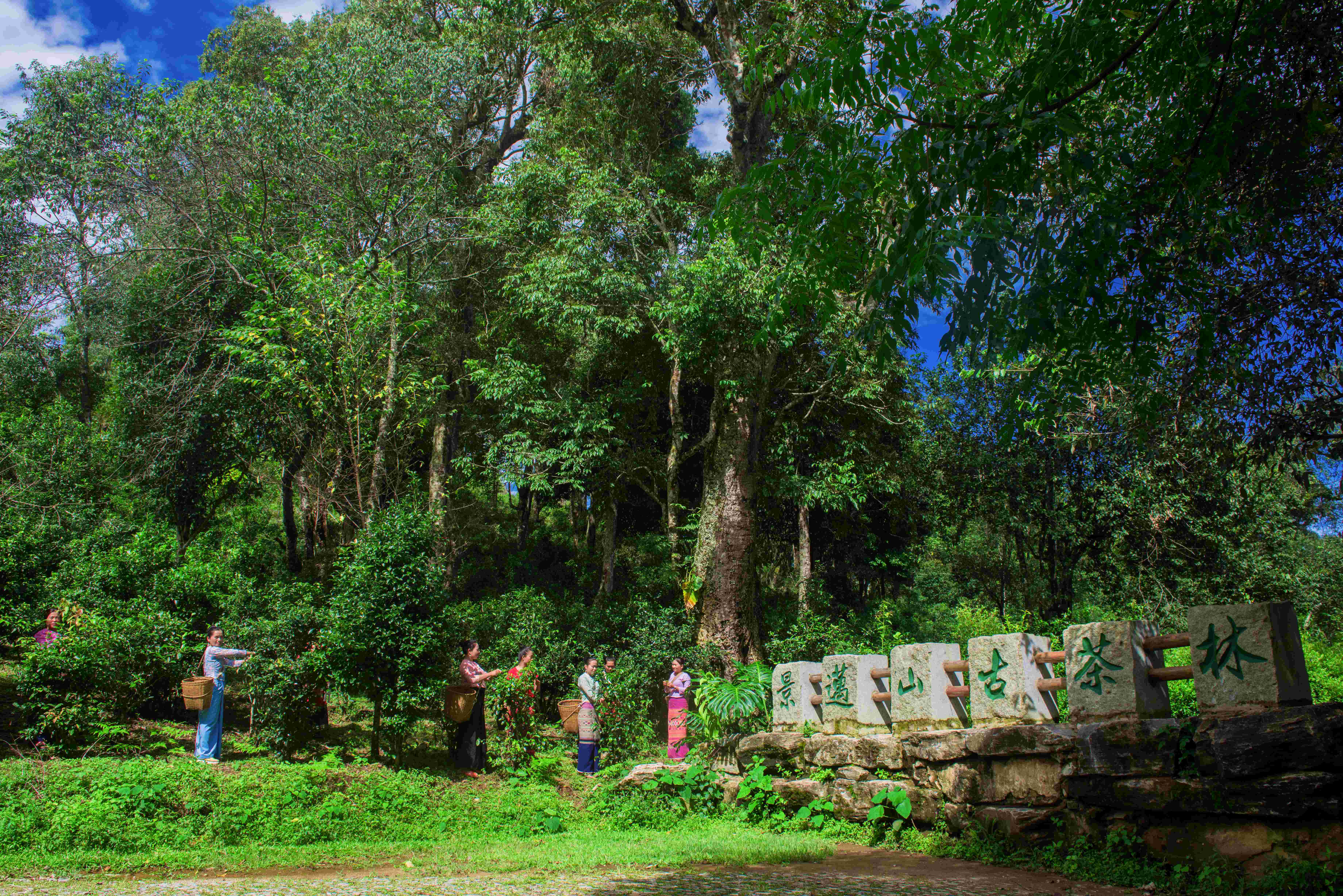 景迈山春茶即将抢"鲜"开采!-普洱广播网
