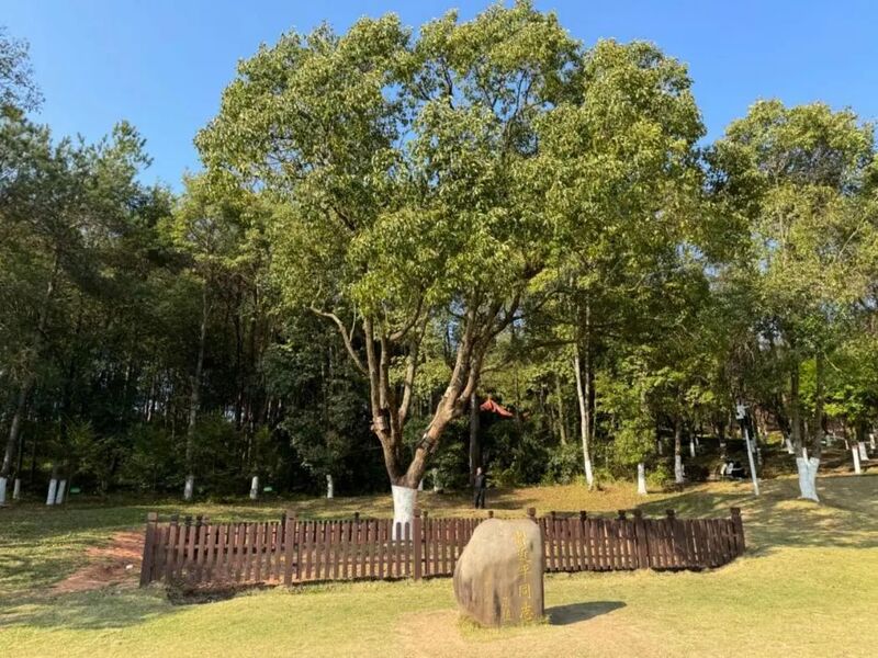 习近平同志为福建省长汀县水土保持科教园捐种的香樟树。图源:学习时报