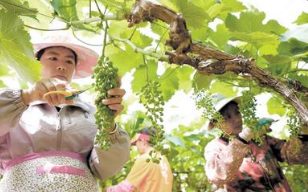 普洱市多措并举跑出乡村振兴“加速度”