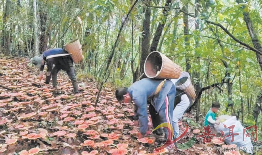 景谷县正兴镇：林下赤灵芝撑起“致富伞”