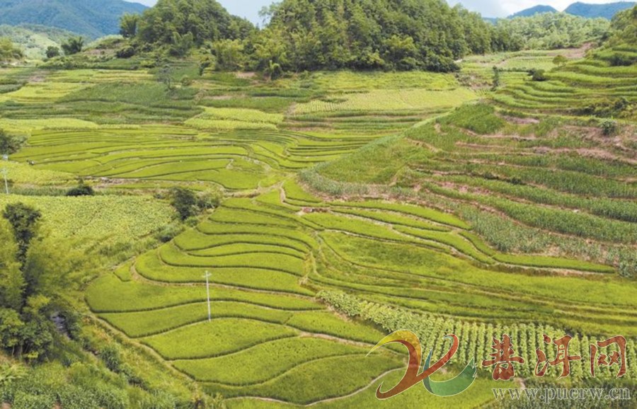 【稳粮促增收 一地双收显成效】全市夏粮种植面积109.28万亩 产量1 ...