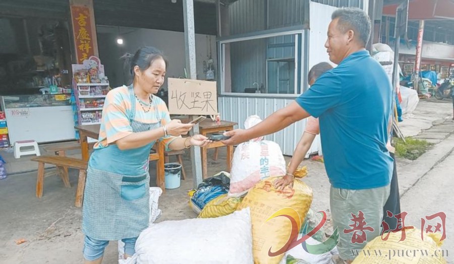 【稳粮促增收 一地双收显成效】南岛河村：坚果变“致富果”
