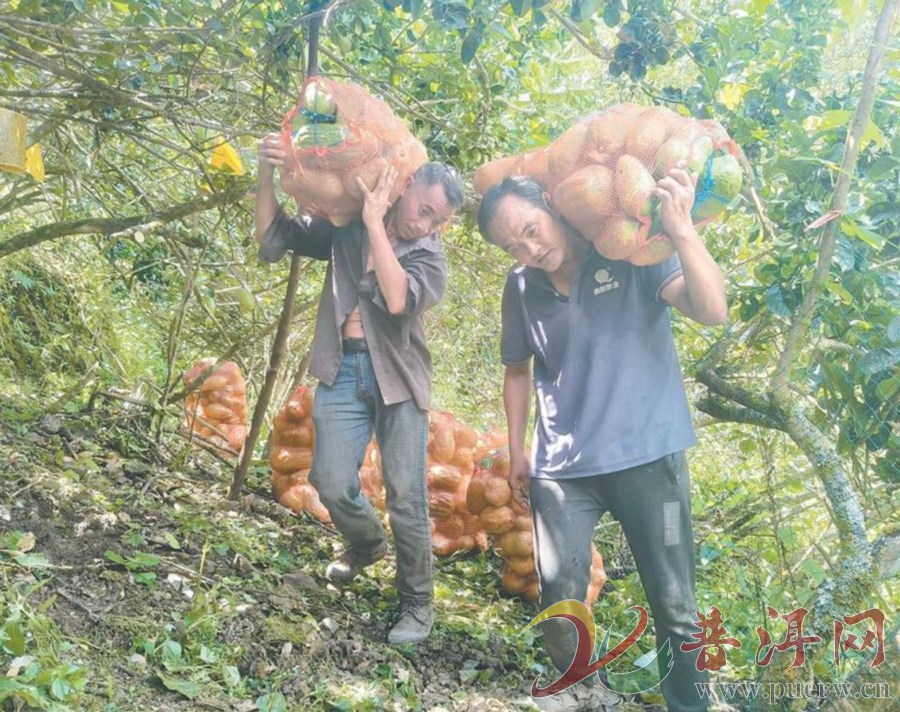 【秋日“金果果”鼓起农民钱袋子】正兴镇通达村：香橼丰收富农家