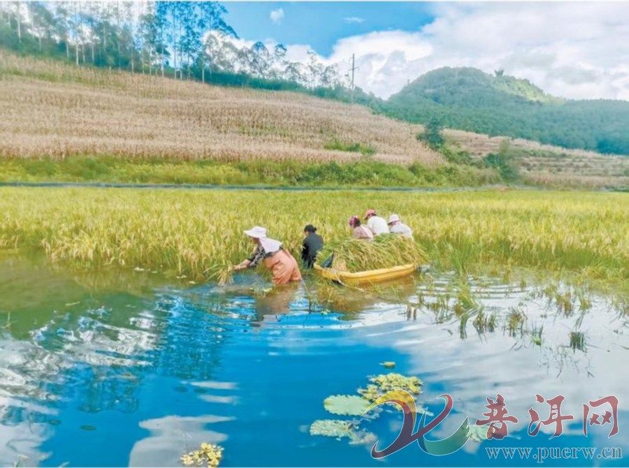 【沃野田畴绘“丰”景】澜沧县竹塘乡：“稻虾共生”实现一田双收