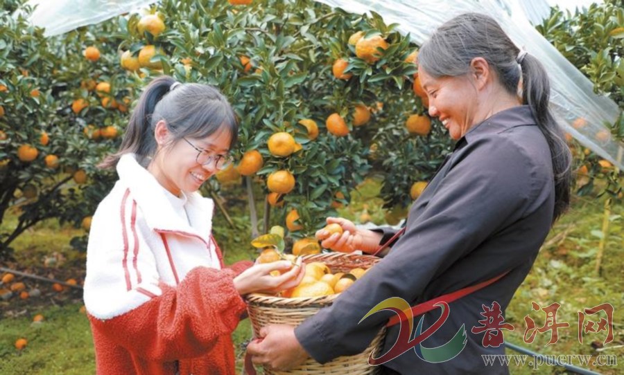 【“甜蜜”产业带来幸福生活】景东县：20082亩柑橘铺就致富路