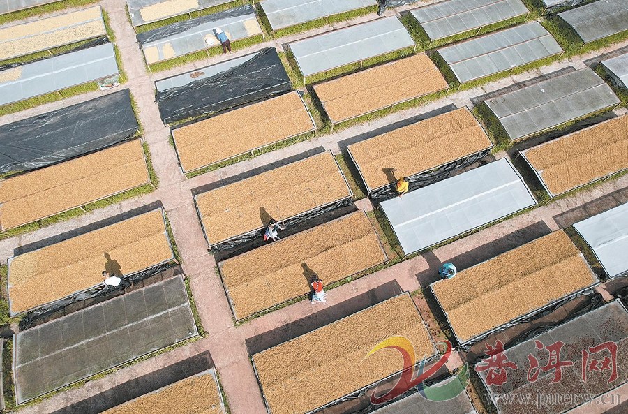 “一粒豆”的“破茧成蝶”——普洱咖啡书写全产业链发展新篇章