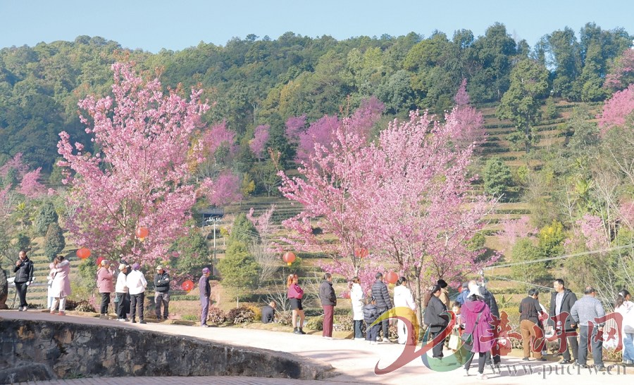 【暖冬普洱“樱”你而来】漫步樱花茶山 品味乡愁年味