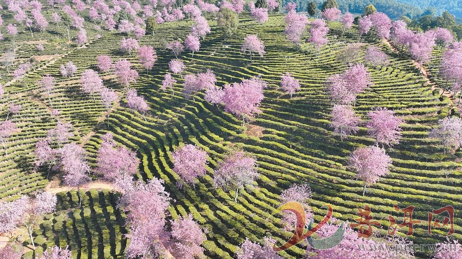 【暖冬普洱“樱”你而来】在景东邂逅“会开花的茶园”