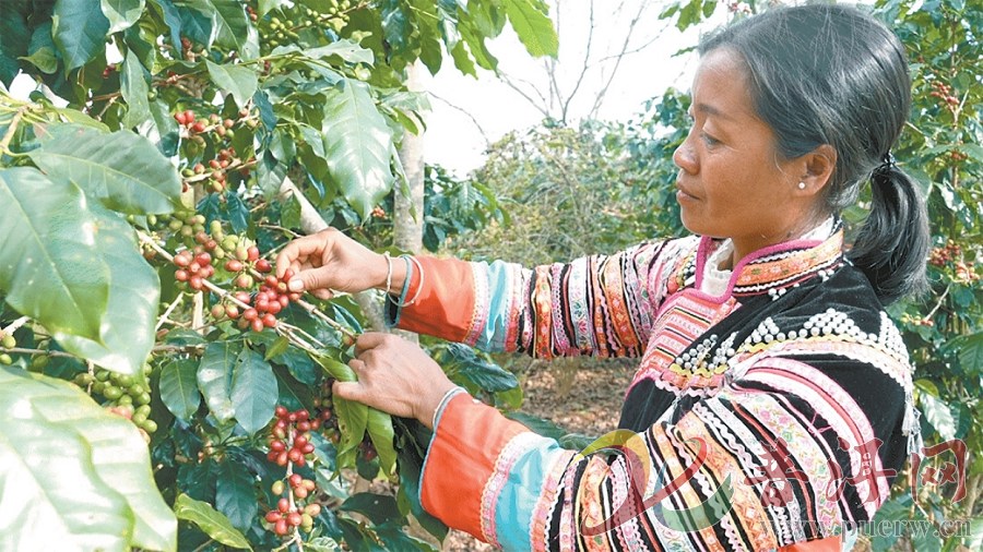 【咖啡飘香 产业兴旺】西盟县力所乡南亢村咖啡果挂满枝头