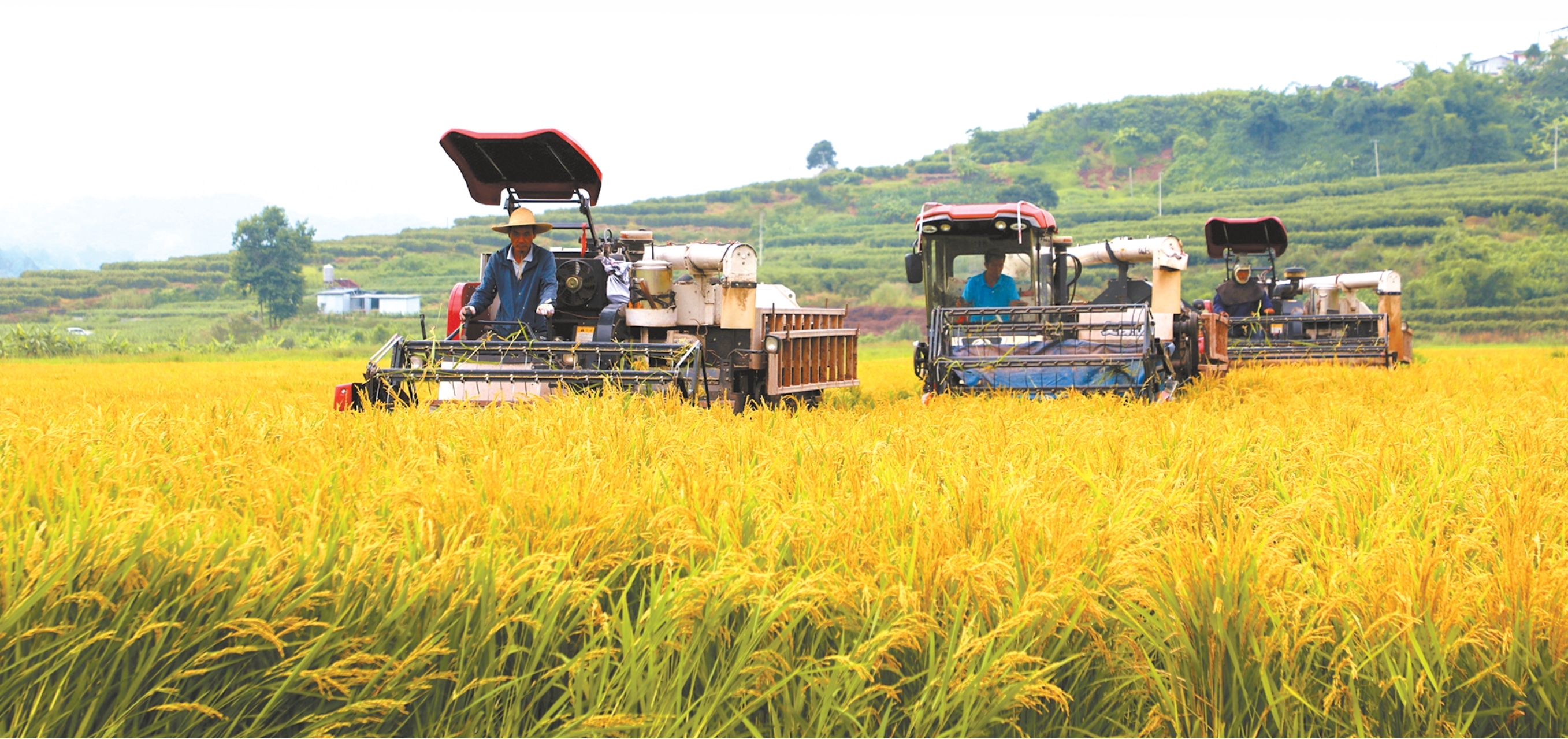 厚植“三农”沃土  赋能乡村振兴——普洱市农业农村工作综述