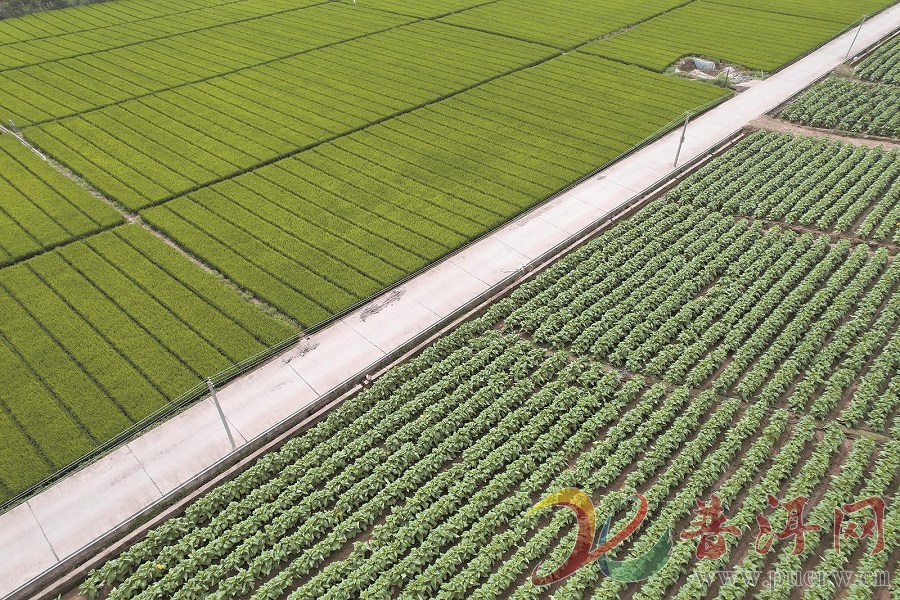 普洱烟草：金叶归仓促振兴