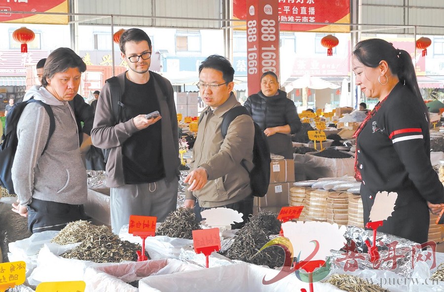 普洱春茶抢“鲜”上市