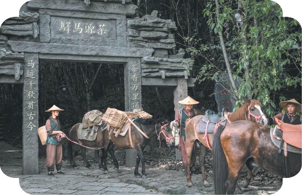 在普洱 马不仅是图腾 更是鲜活的日常