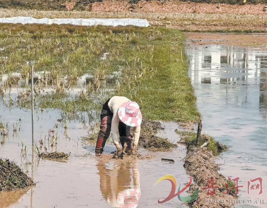 【普洱市各地春耕备耕忙】碧安乡