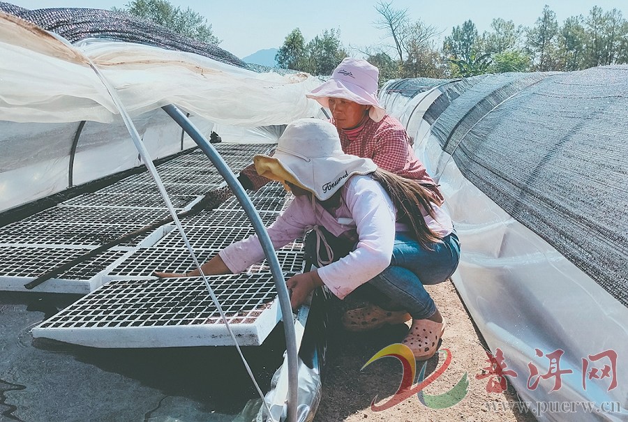 【普洱市各地春耕备耕忙】新抚镇 那哈乡