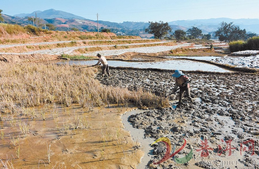 【普洱市各地春耕备耕忙】上允镇