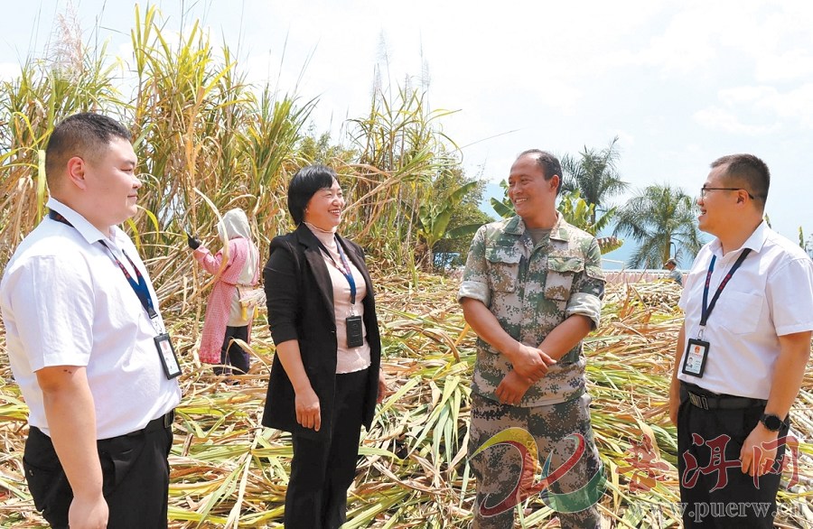 【纪检人●镜头】西盟县：破解甘蔗产业“难点”