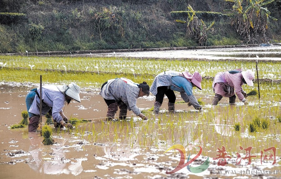 【春种春管正当时 平畴沃野满目新】121个水稻品种试验移栽在整碗基地启动