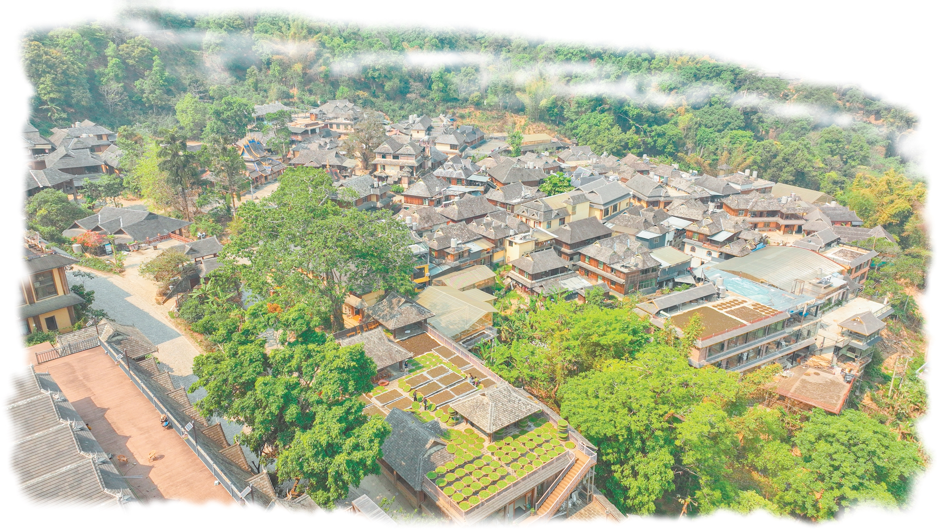 春回景迈 茶香漫山