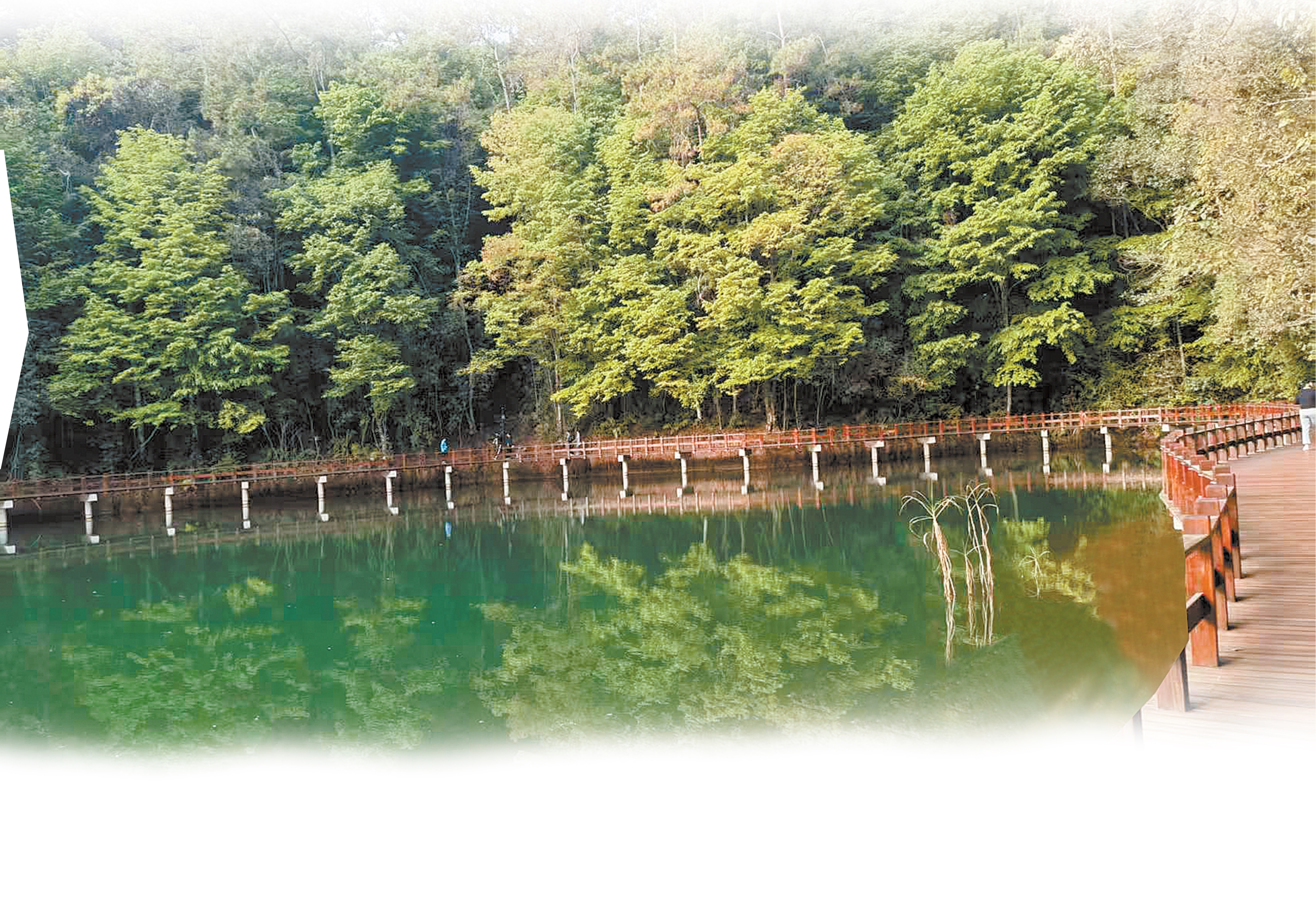 普洱的春天 不止于花开