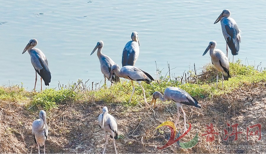 威远镇：迎来钳嘴鹳“旅居团”