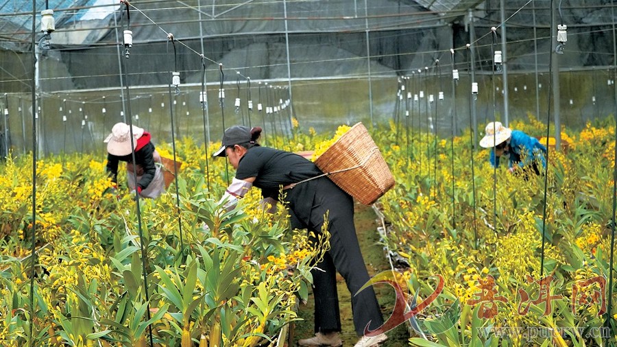 同比增长3.9% 普洱农业一季度实现“领先跑”