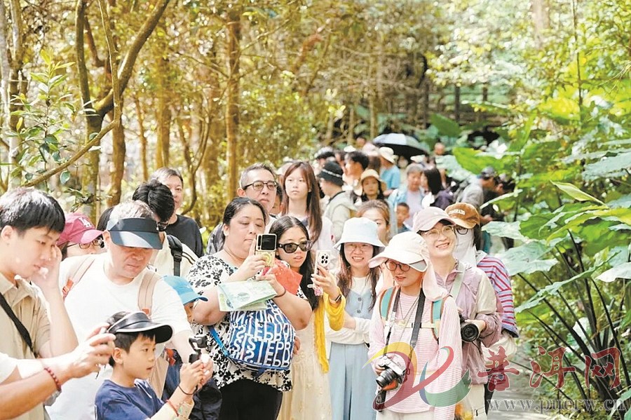 茶咖潮起 向新而行  国庆假期普洱文旅市场活力涌动